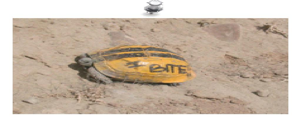 A turtle with all appropriate warning labels attached