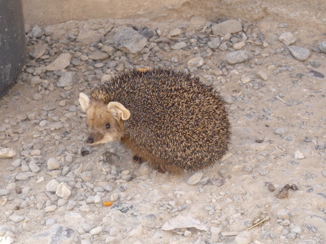 The wildlife at Zormat.